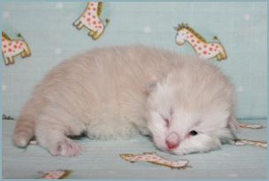 Female Siberian Kitten from Deedlebug Siberians